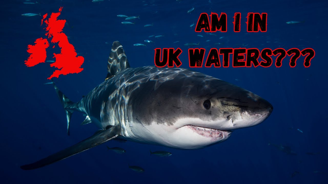 🦈 GREAT WHITE SHARKS in the UK? | Latest Sightings, Truths & Shark Attacks Around Britain
