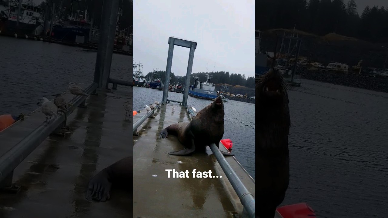 Wonder what it's like to be chase by a giant sea lion? 