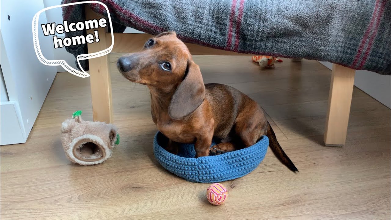 What's it's like coming home to a mini dachshund puppy