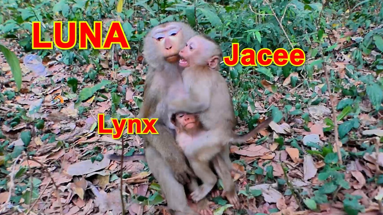 Mom Teach Hard Lesson to Lynx and Dicipline time But Jace come To stay around . what Happen next !