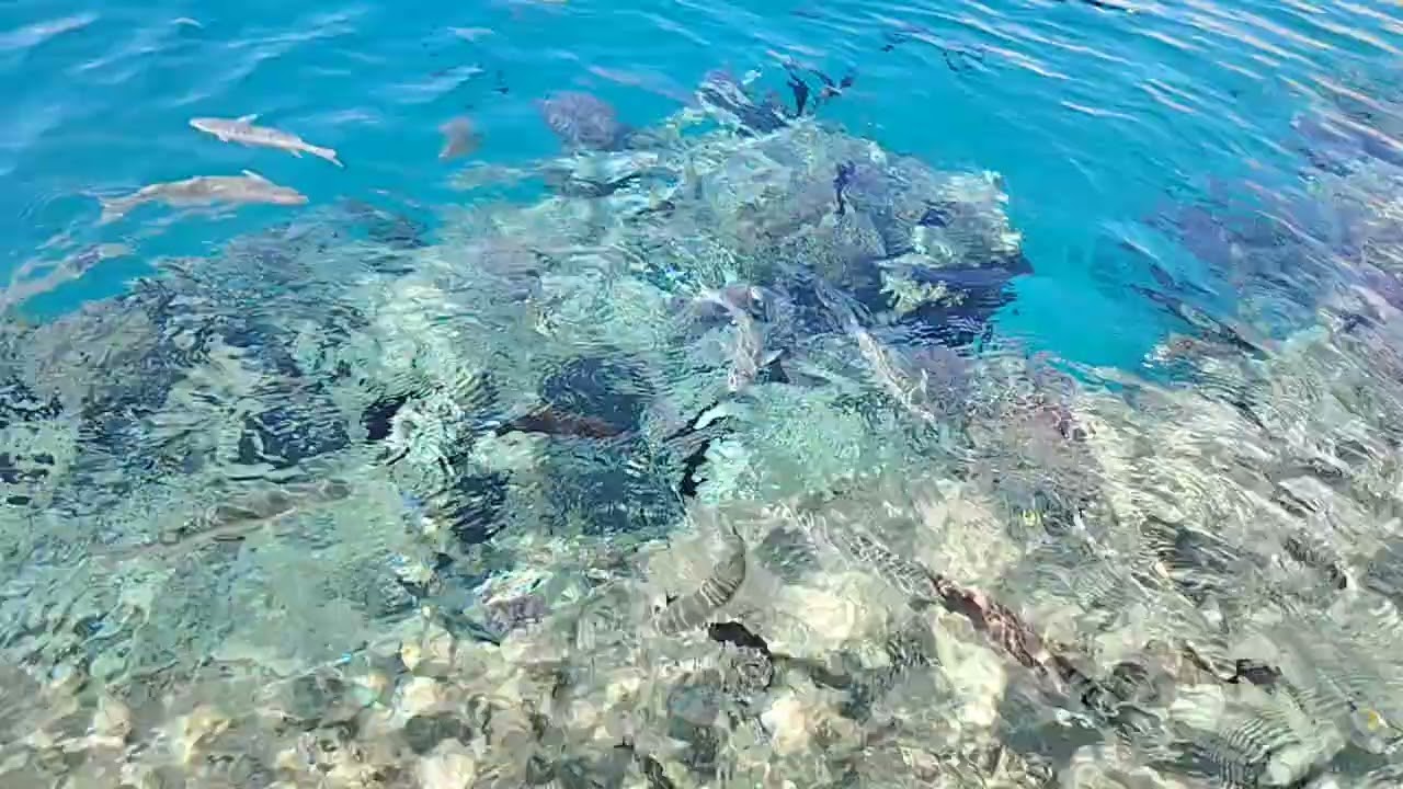 Rybičky chráněná zátoka Sharm El Arab 