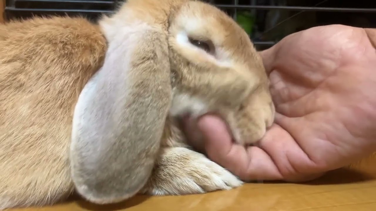 しょんしょん４代目20250915