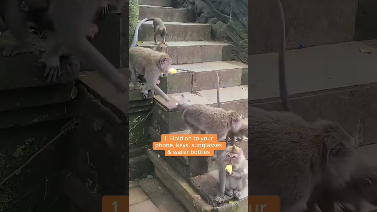 Would you go to the monkey forest in Ubud, Bali? #monkeyforest #ubudbali #indonesia #bali