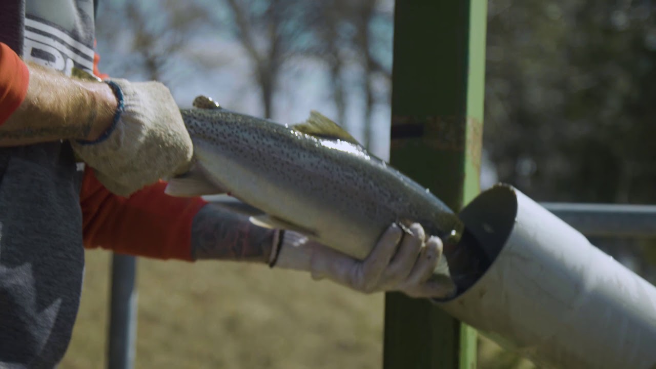 Thornbury Fishway - Types of Fish