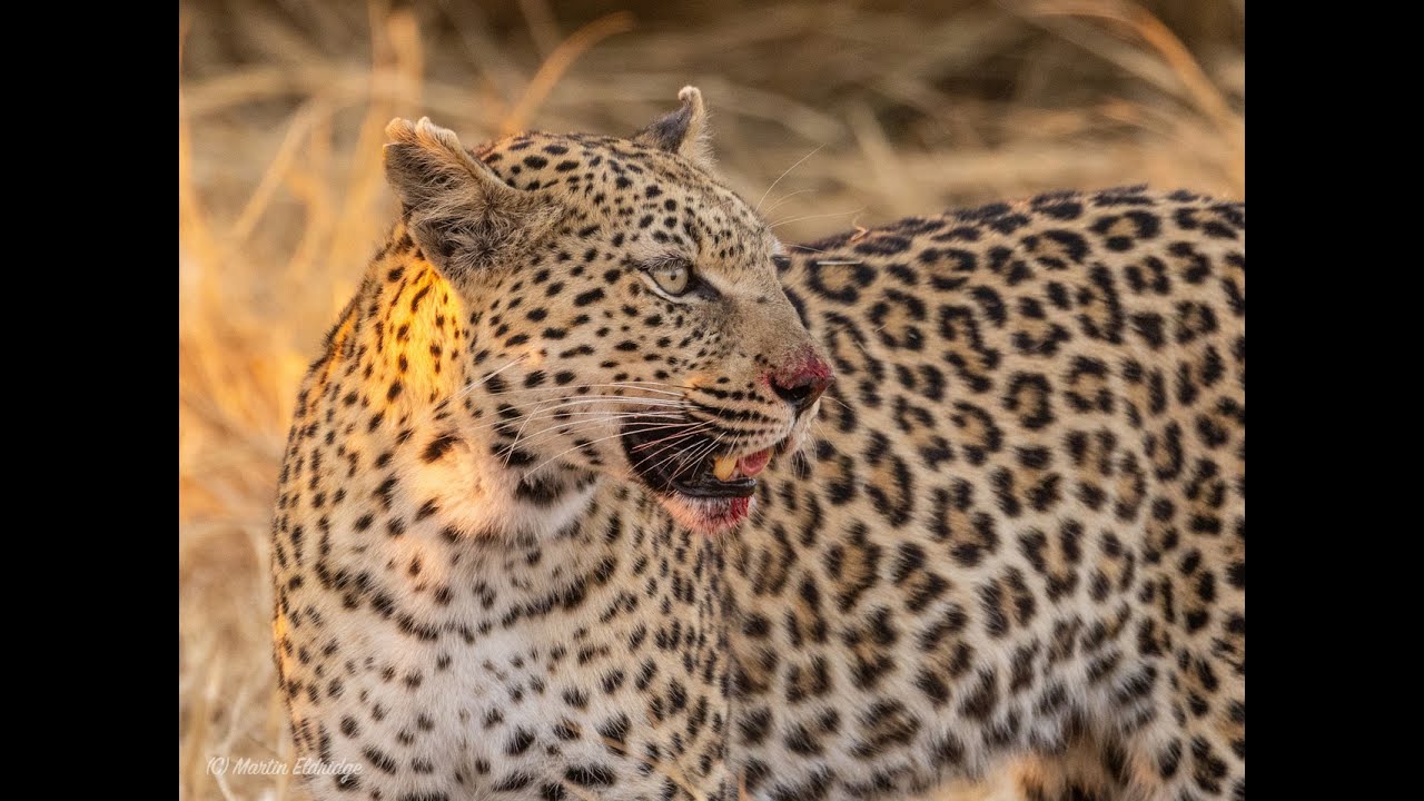 Botswana Safari 2022 - Part 2