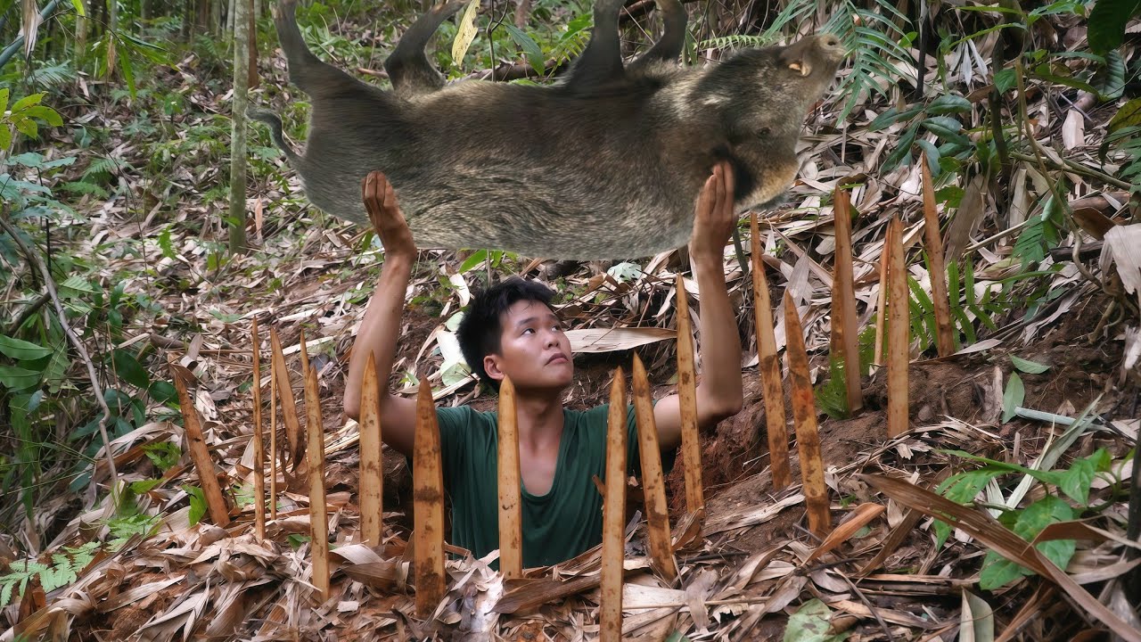 Going into the forest to trap wild boars, a giant wild boar fell into the trap, life in the wild
