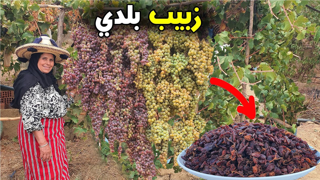 شاهد كيف يتحول العنب إلى زبيب بلدي لذيذ بطريقة تقليدية طبيعية