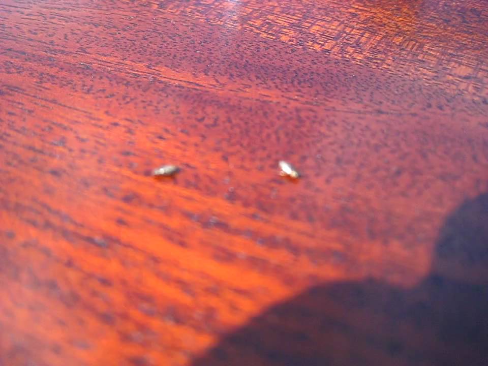 Live Woodworm - These are Live Woodworm Beetles - The Common Furniture Beetle.