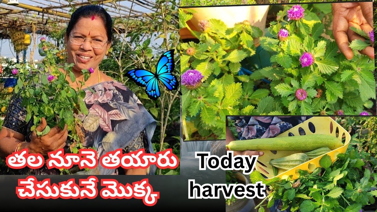 తలనూనె తయారు చేసుకునే  మొక్క ( కేశవర్ధిని )#@AadiLakshmiTerraceGarden #kesha vardhini