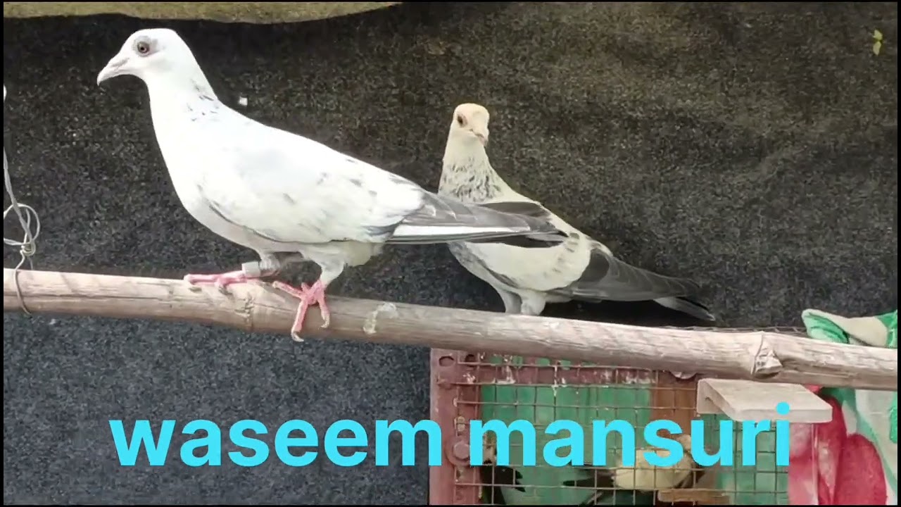 Nayab Nafte kalpare pathho ka new pair home breed goldan ring eyes pigeon (#kabuter) 