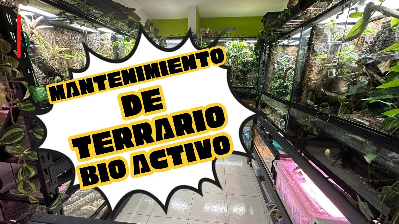 MANTENIMIENTO DE TERRARIO BIOACTIVO