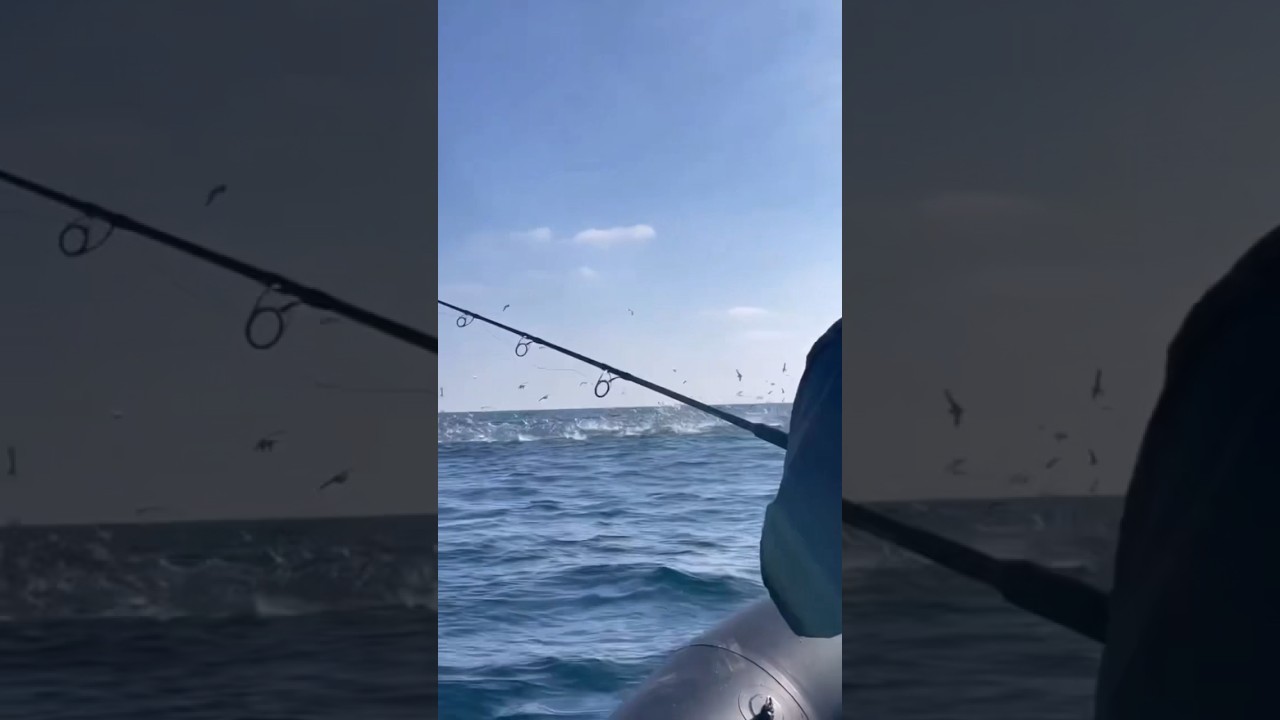 Strike to strike!! #wow #fish #catchingfish #fishing #strike