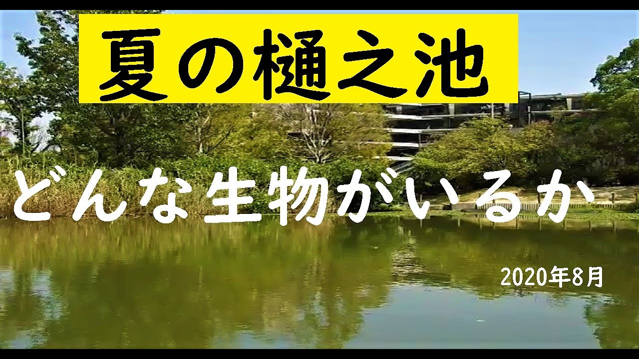 夏の西宮樋之池にはどんな生物かいるか？関西【内山裕之】自然探検46