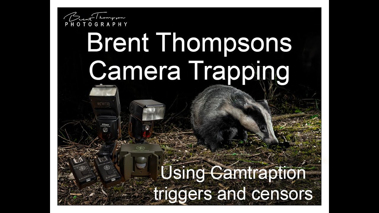 Camera trapping Badgers using Camtraptions triggers and secors