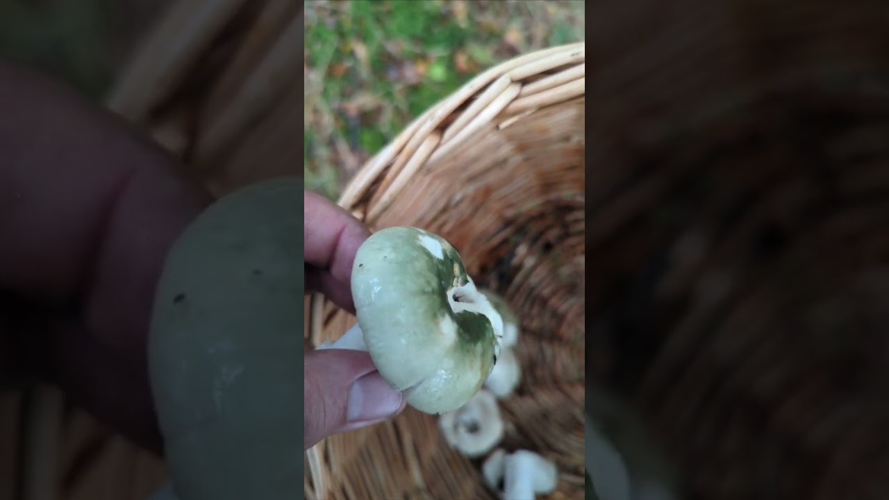 Russula virescens