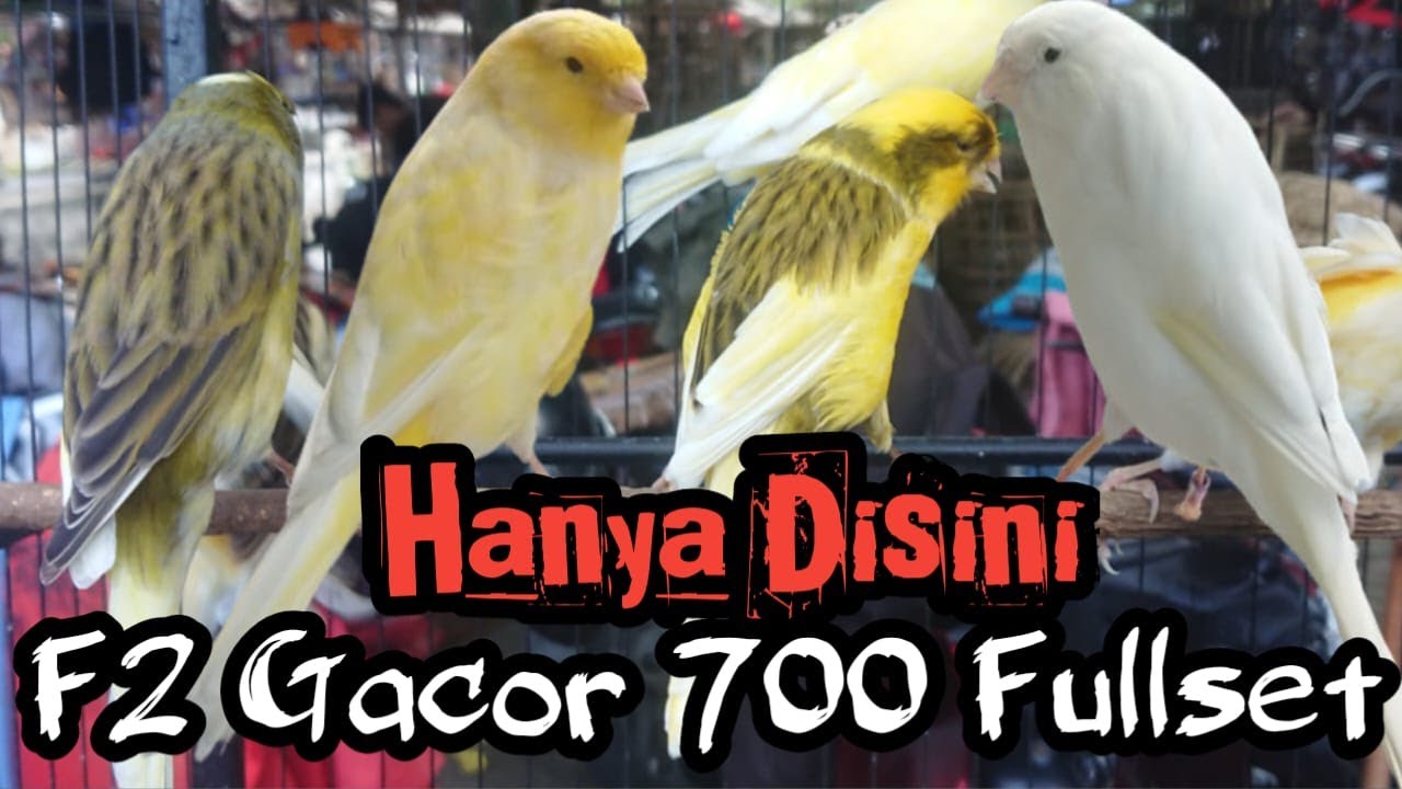 Jekpot Gurih Harga Kenari f2 Gacor Cuma 700 Ribu Full Set