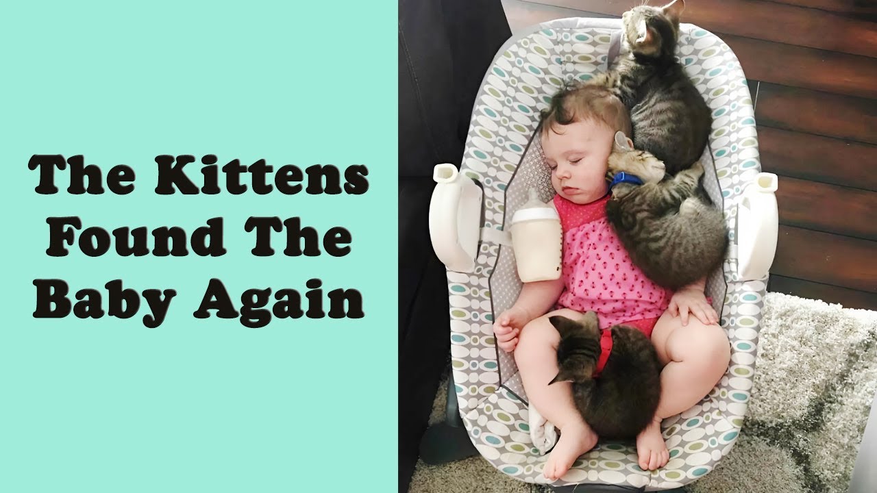 50 Adorably Wholesome Cat Moments That Melted Hearts Online
