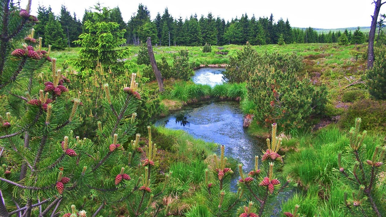 Im Georgenfelder Hochmoor - Slideshow