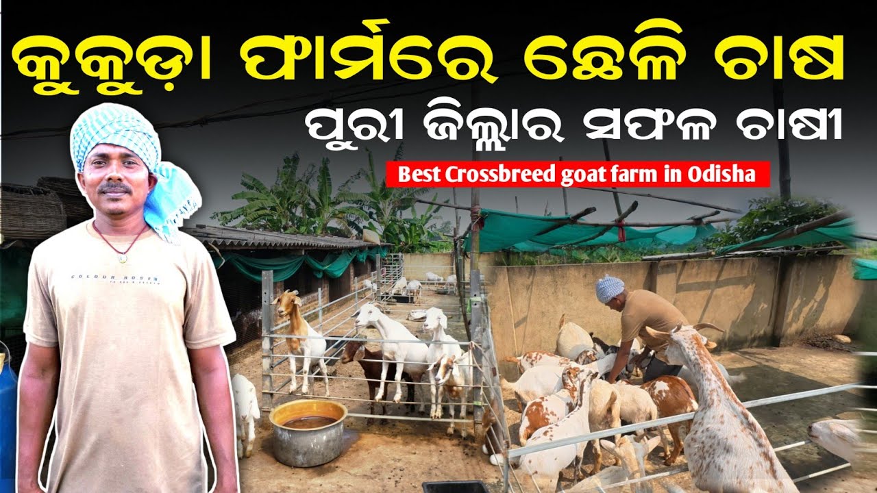 [କୁକୁଡ଼ା ଫାର୍ମରେ 🐐ଛେଳି ଚାଷ]The Future of 🐐Goat Farming in Odisha – Meet the Super Cross-Breeds