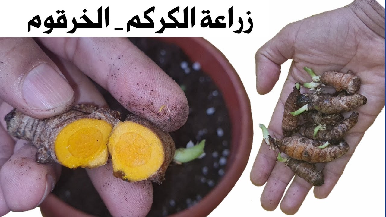 زراعة الكركم _ الخرقوم في المنزل