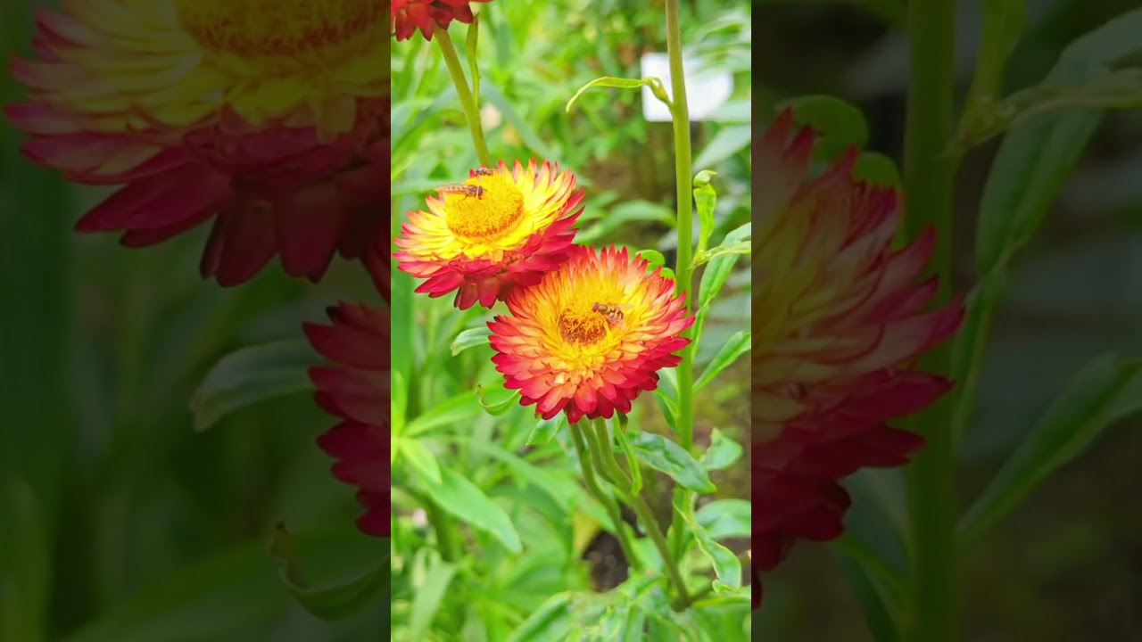 Alaska - Botanical Gardens #alaska #alaskatravel #botanicalgarden
