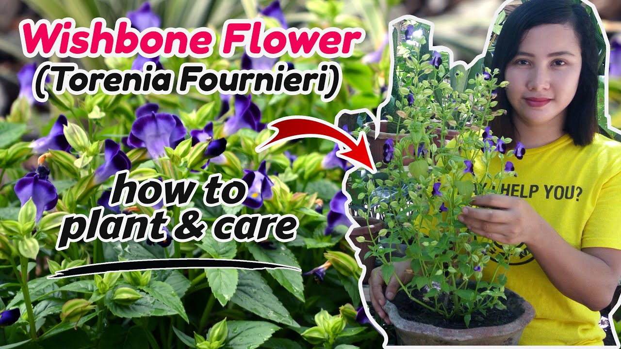 Wishbone flower plants complete care guide || How to grow and care || Torenia Fournieri