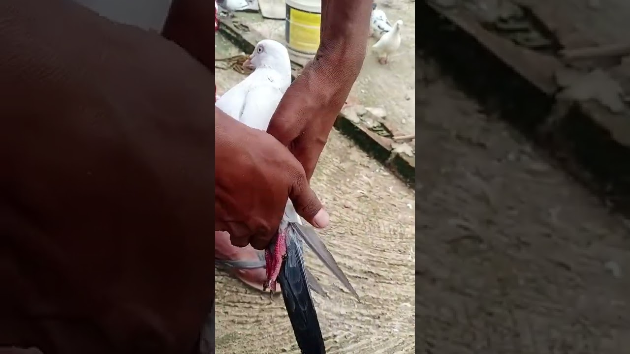 Allahabadi Kalduma Kabutar 🎁 #high_flying_pigeon_allahabad #trending