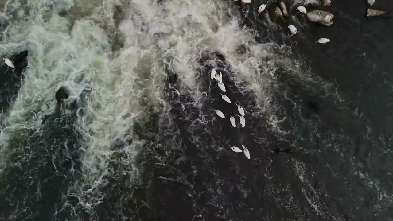 The Neenah Dam, Neenah, Wi, and some Pelicans shot with Mini 4 Pro, 4K.
