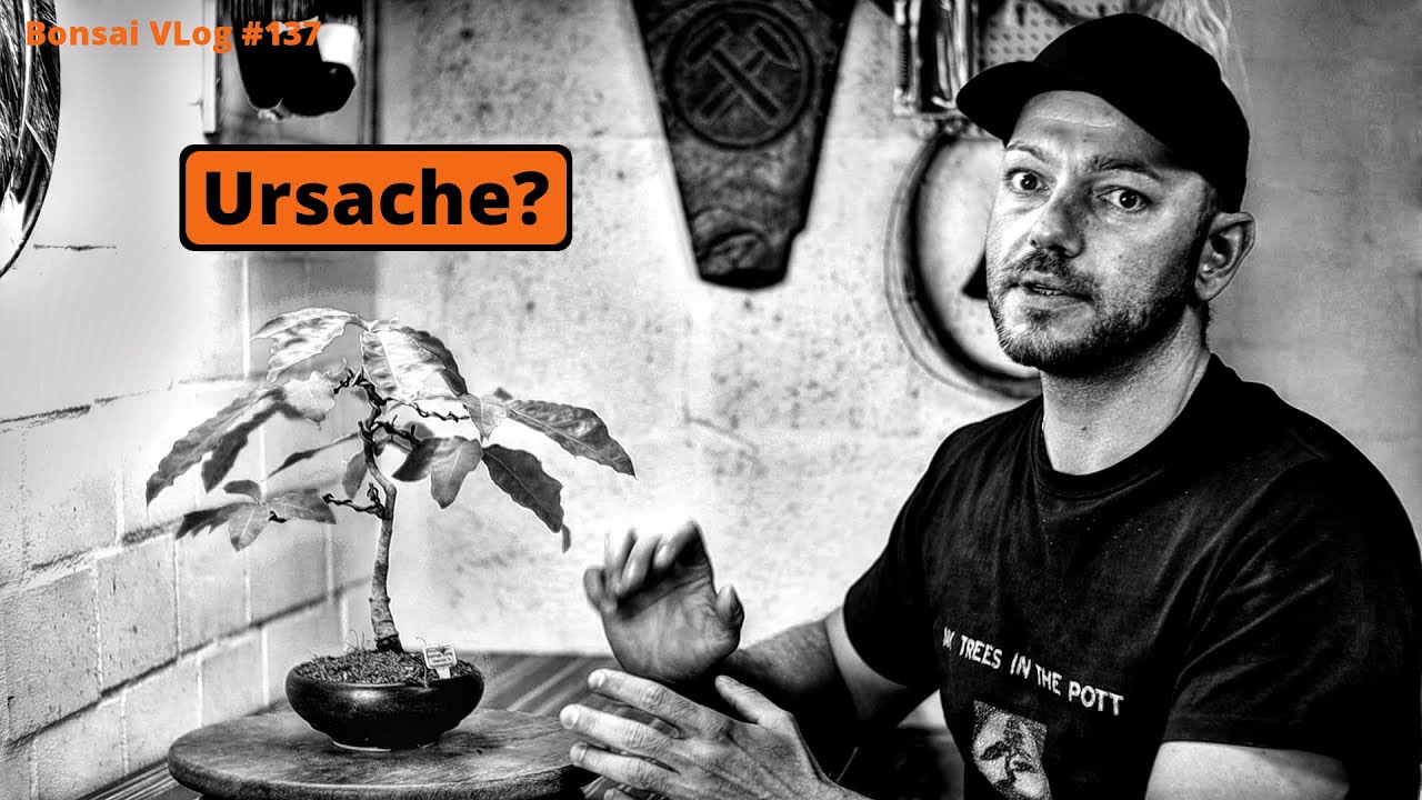 Verschiedenblättrige Eiche - Quercus x heterophlylla [Drahten] | Bonsai VLog #137