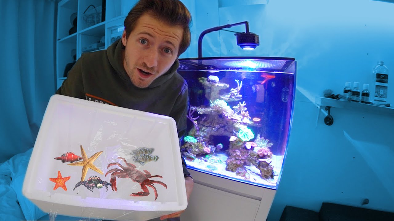 Neue FISCHE, KRABBEN, SEESTERNE und SCHNECKEN!
