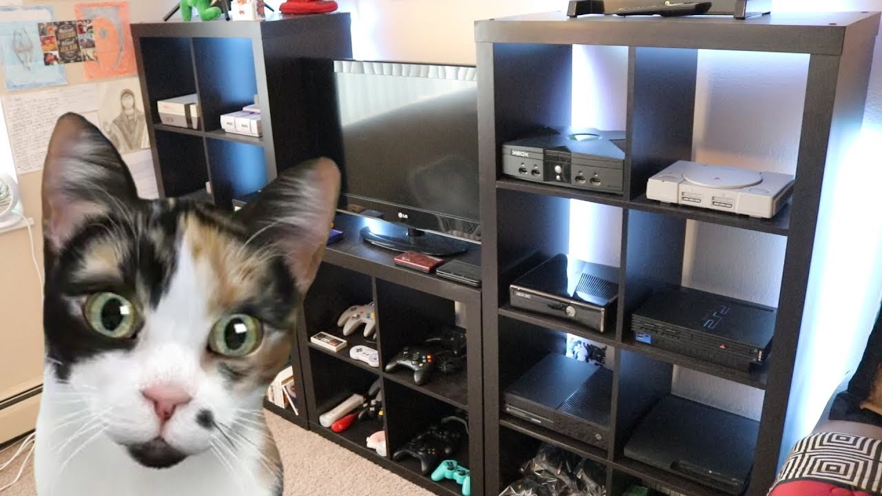 Adopting a Kitten + 