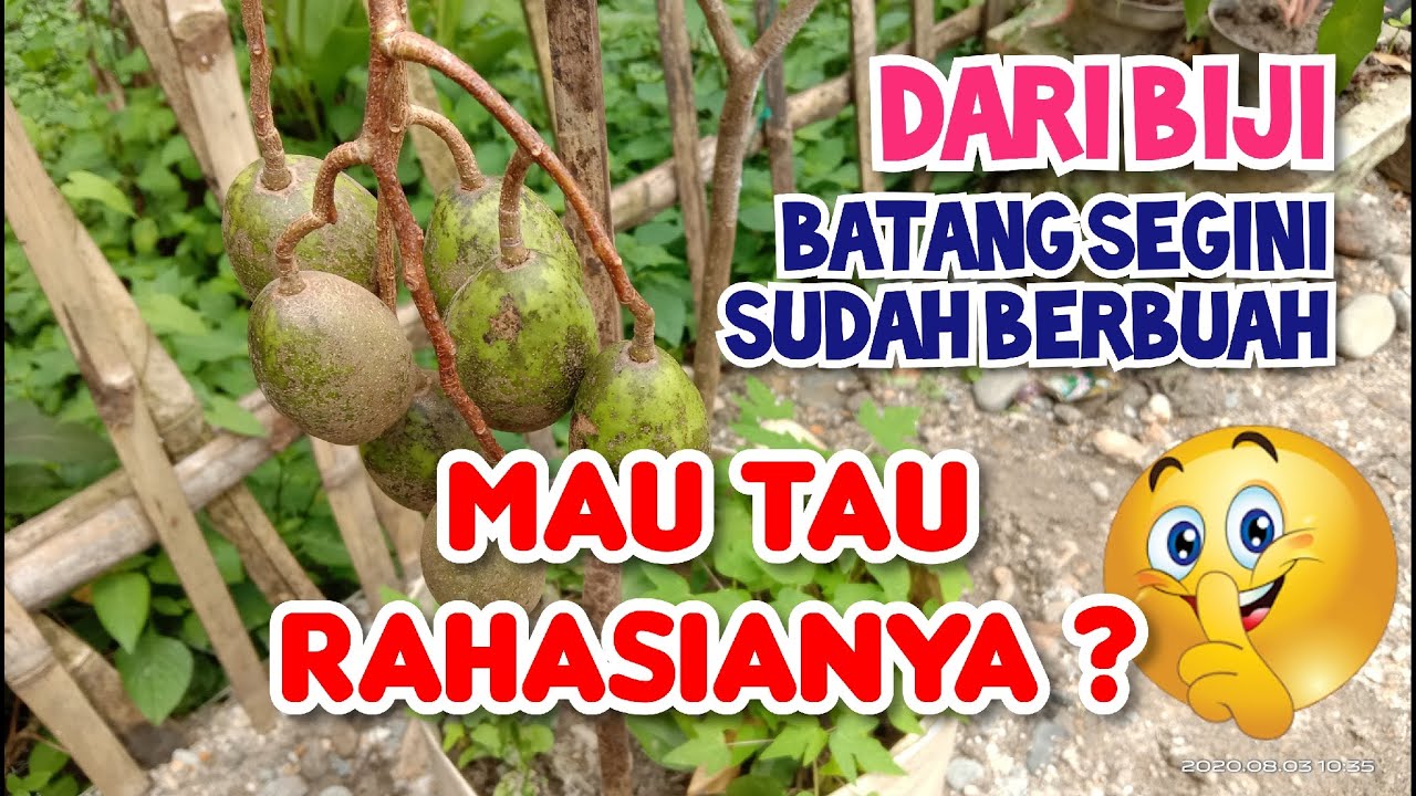 Terbongkar ! Memaksa Kedondong Ataupun Tanaman Lain Dari Biji Cepat Berbuah