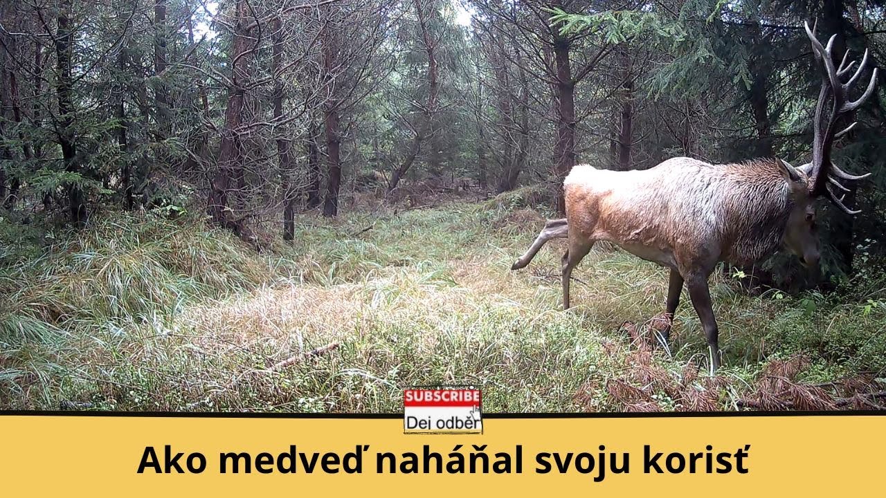 Ako medveď naháňal svoju korisť 🐻🏃😱 Fotopasca rok v teréne 🎥