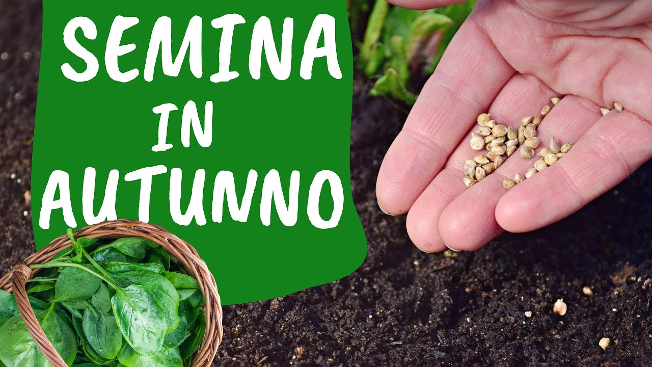 SEMINARE SPINACI in AUTUNNO