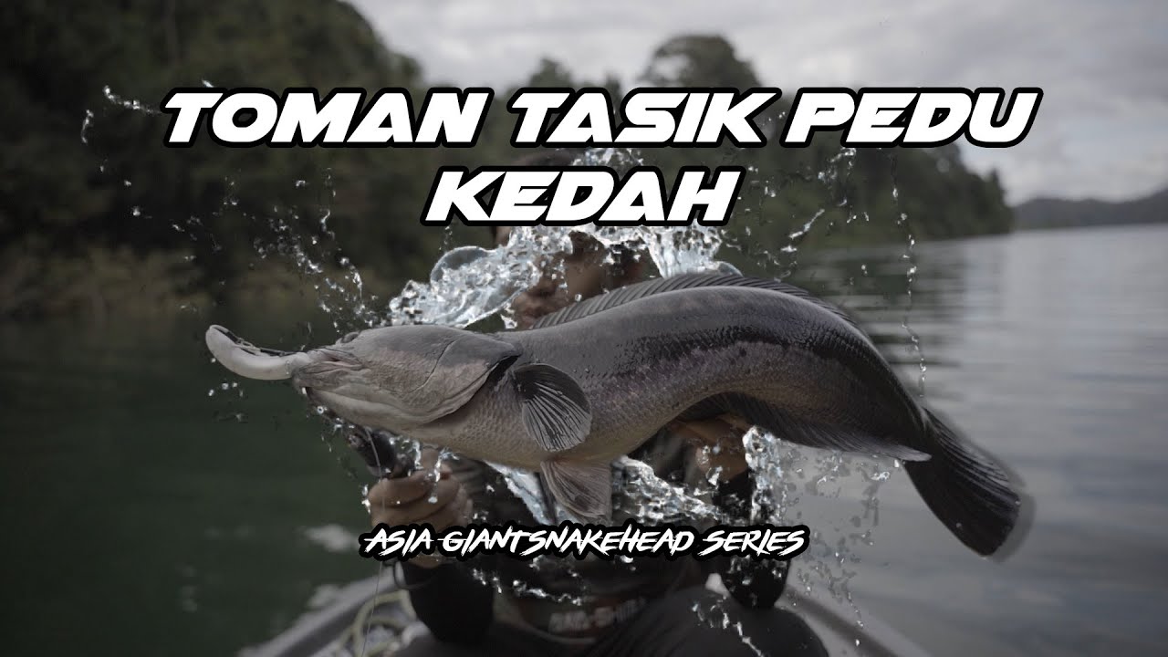 Toman Tasik Pedu Kedah - Asia Giant Snakehead Series