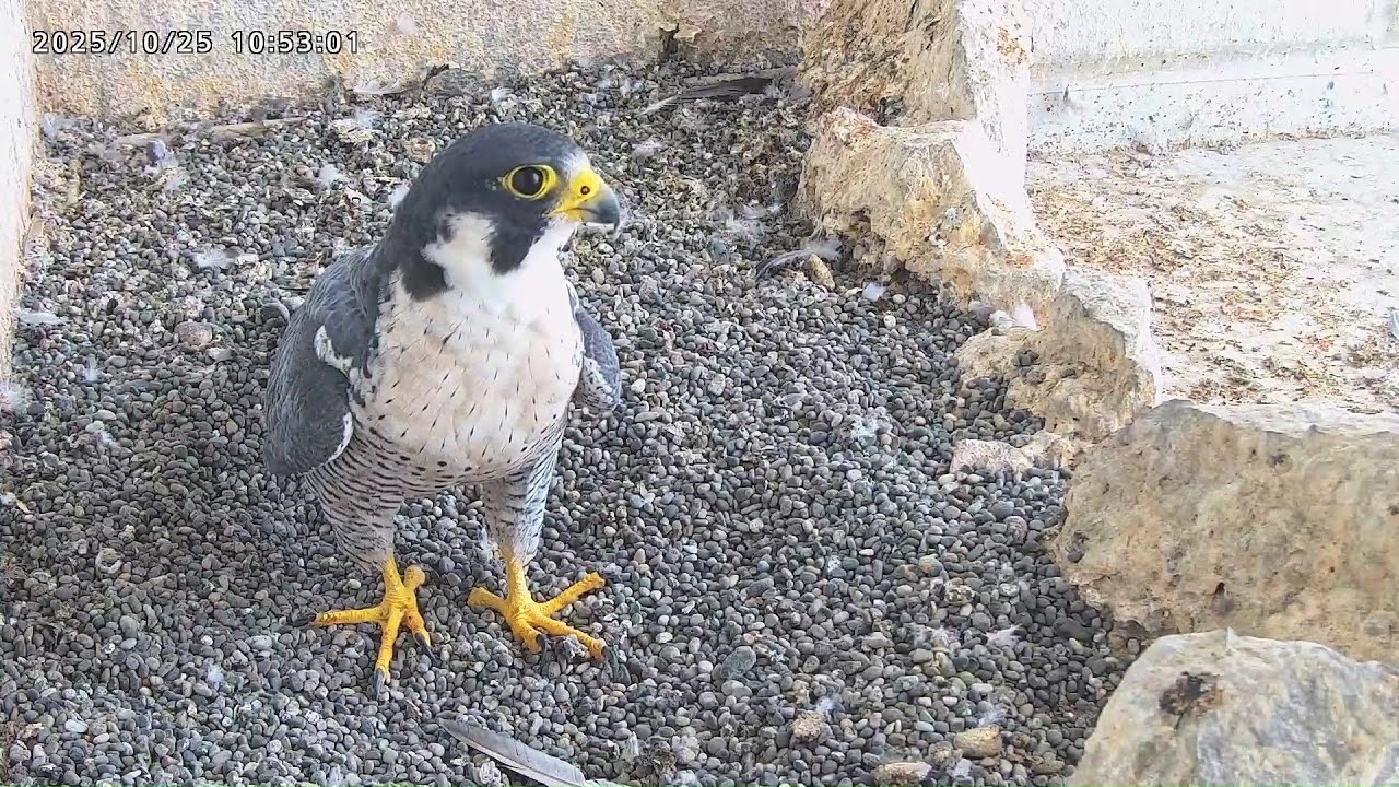 2025-10-25 (10:53) Kirara IV stays long in the nest/ 巣でゆっくりしたきららIVくん
