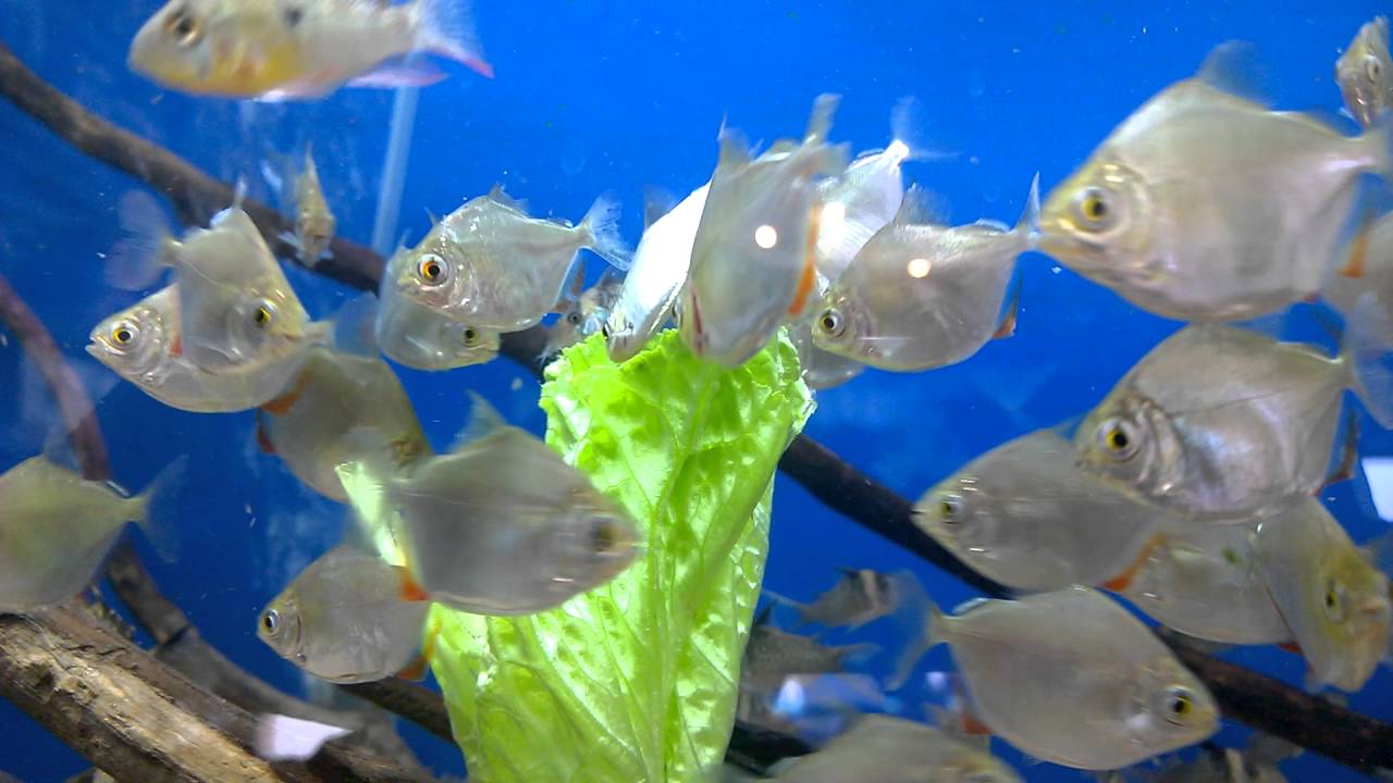 Levytetra (Metynnis hypsauchen)