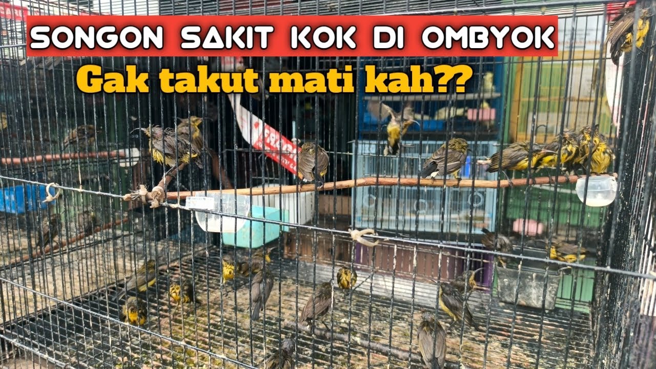 Katanya gak bisa membedakan mana burung yang sakit 🤣🤣. Nih burung sakit saya beli sekalian. 