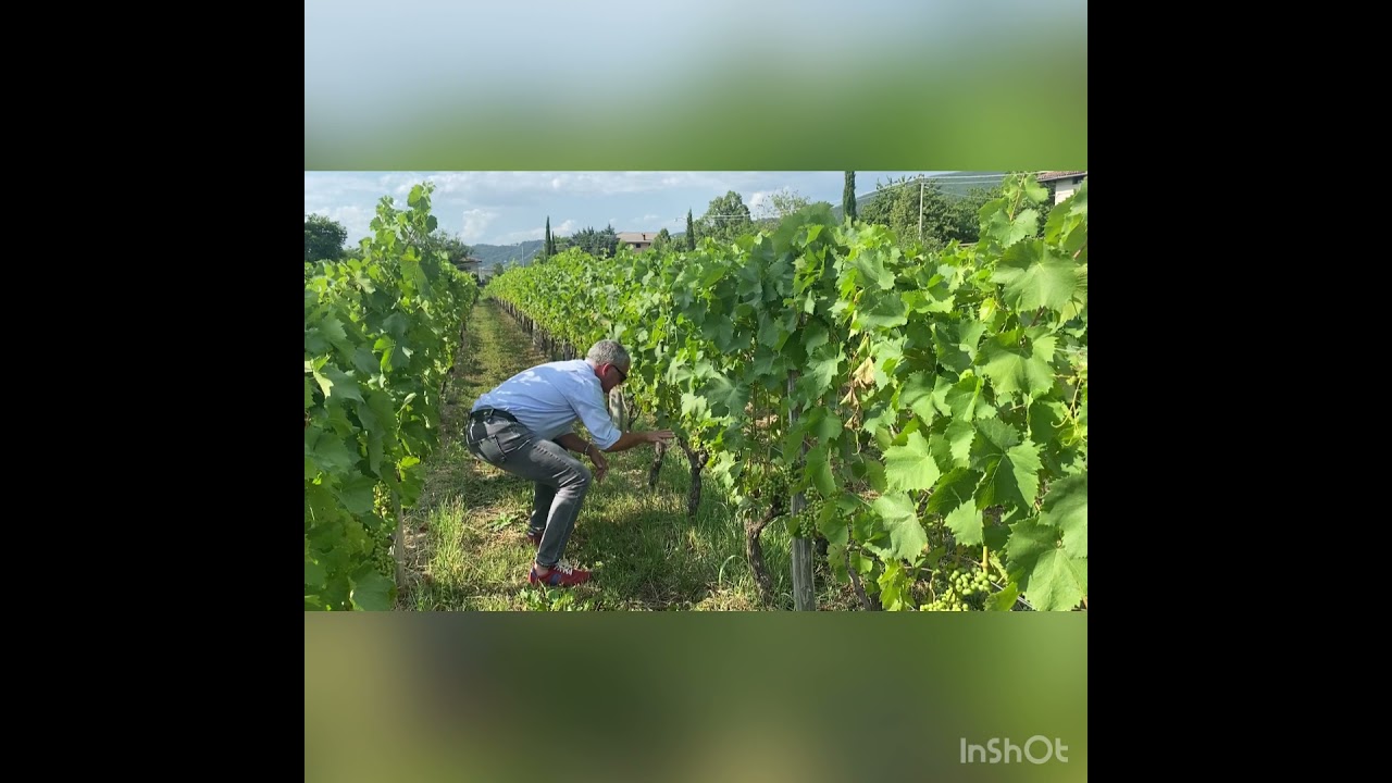 Gravner, Slovenia: Slow Wine 2022.