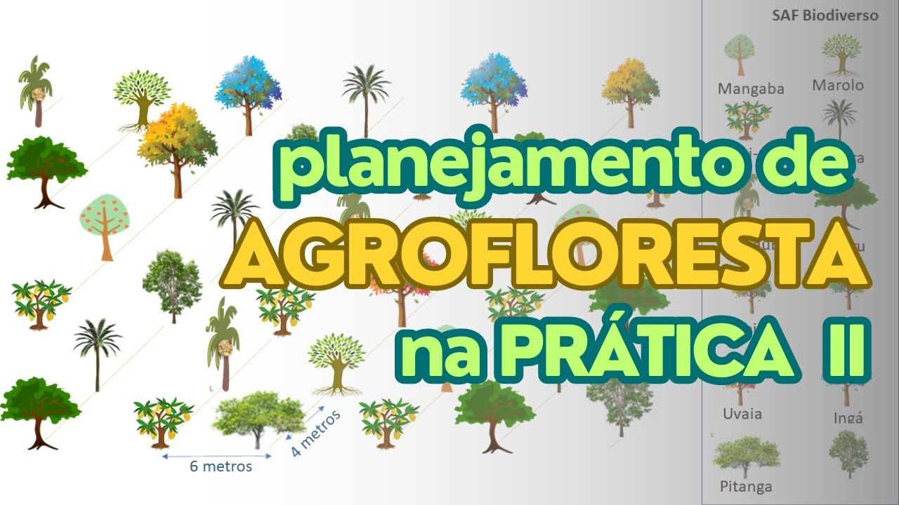 Como planejar Agrofloresta pt 2