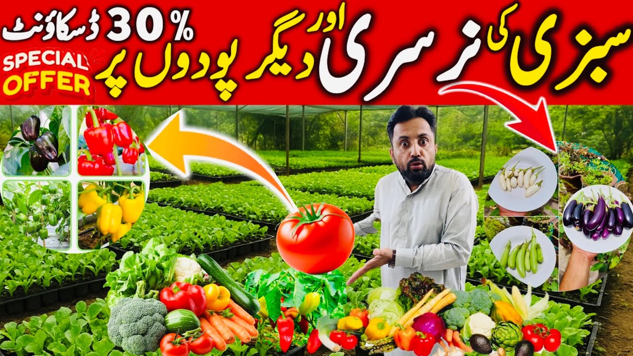 Vegetables 🥗 plant Nursery | Cheapest Nursery in Karachi || Best Nursery in Karachi || Nursery Tour