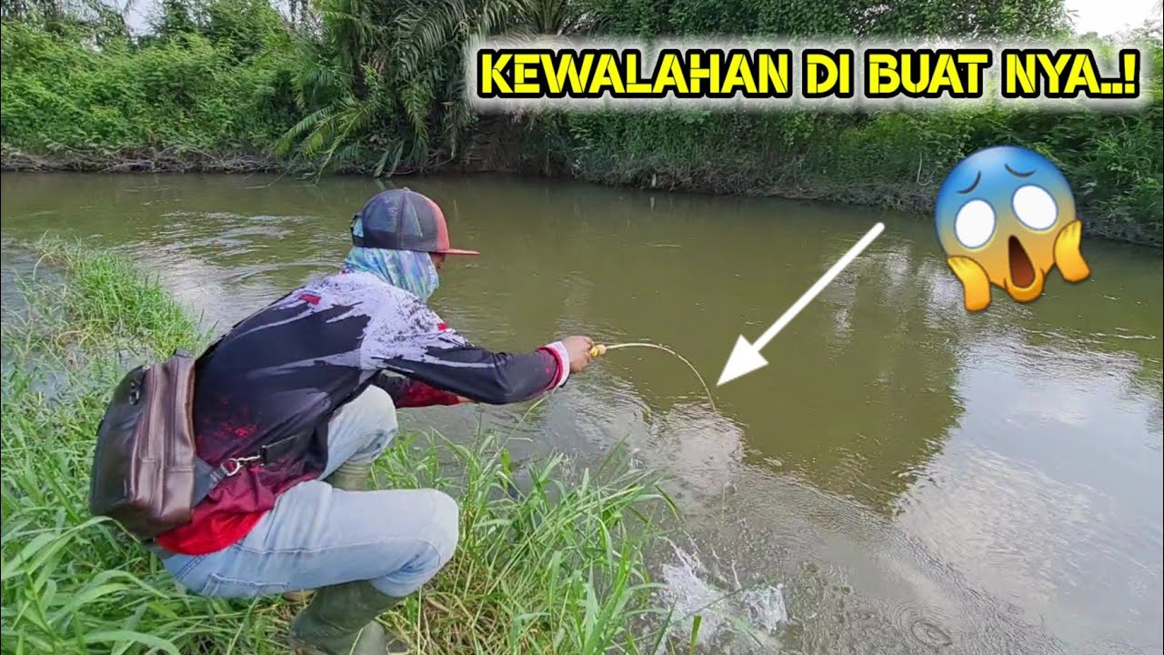 UNIK, ANEH DAN SERU..‼️BANYAK IKAN BESAR SANGAT GANAS DI BAWAH KAYU TUA INI