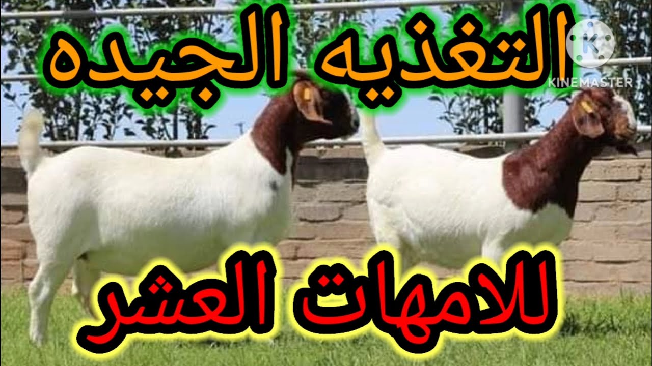 #التغذيه السليمه للامهات العشر في الماعز والاغنام