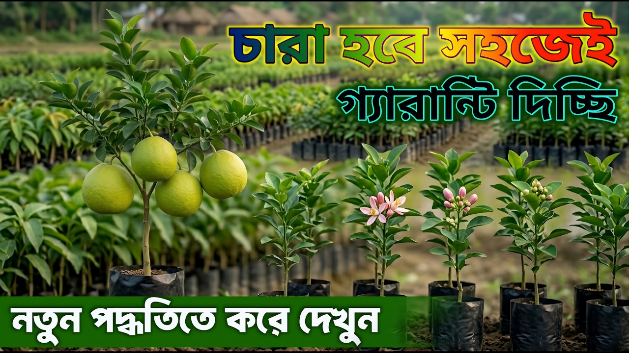 সম্পূর্ণ নতুন পদ্ধতিতে ডাল থেকে চারা তৈরি করে নিন |Growing Tree Cutting In A New Technique