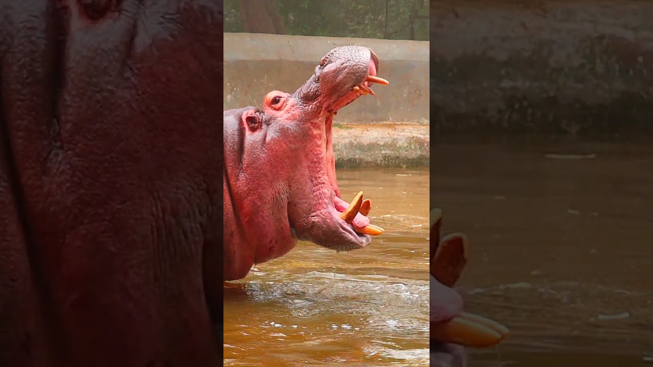Mom: The hippo&rsquo;s pooping reminds me of you... poor me!😂
