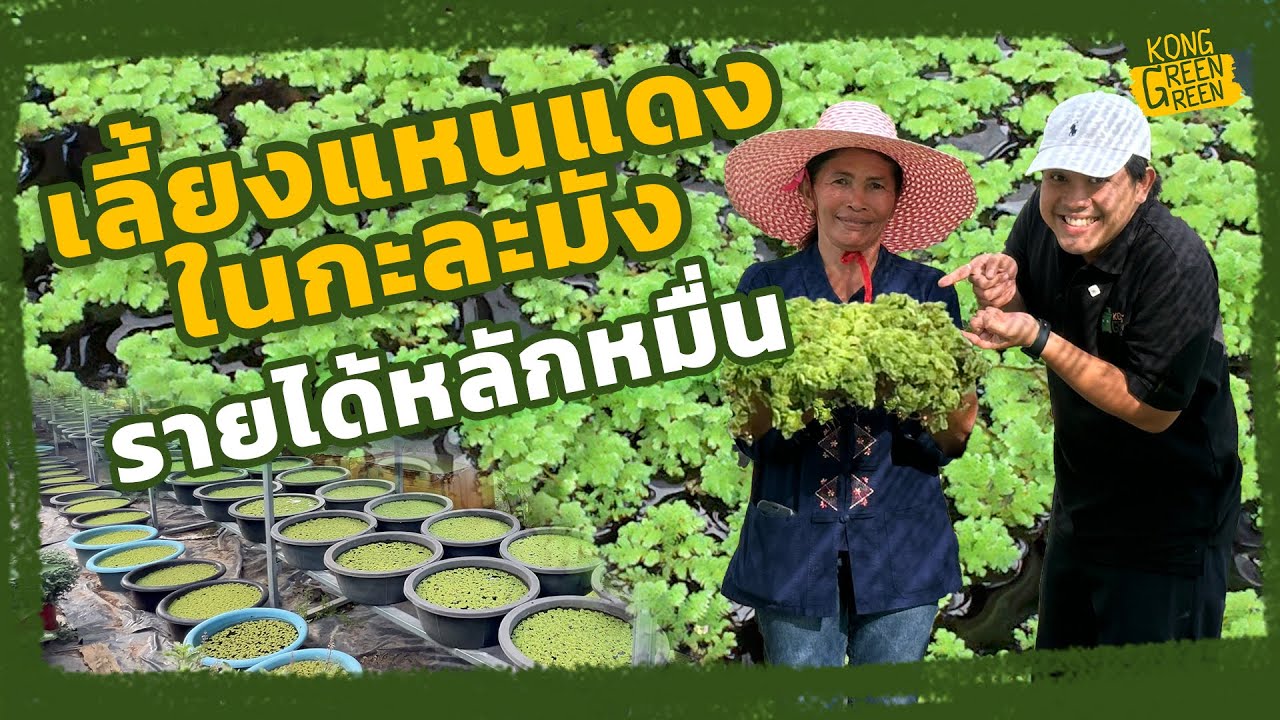 เลี้ยงแหนแดง 7 วัน สร้างรายได้หลักหมื่น!? l ทำมาหากรีน [KongGreenGreen].