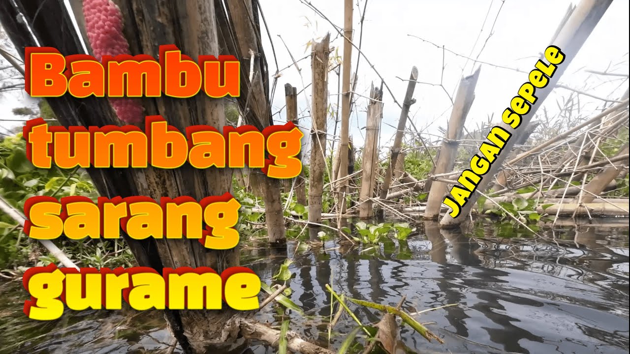 Bambu tumbang jadi sarang gurame. Banyak Bangat sampai bigung nembak yang mana.