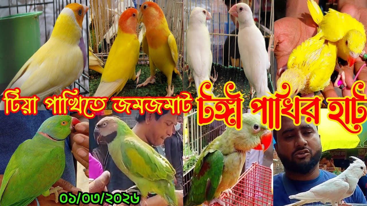 টিয়া পাখিতে জমজমাট টঙ্গী বাজার পাখির হাট || Tongi pakhir hat || Bird market tongi hat#parrot 