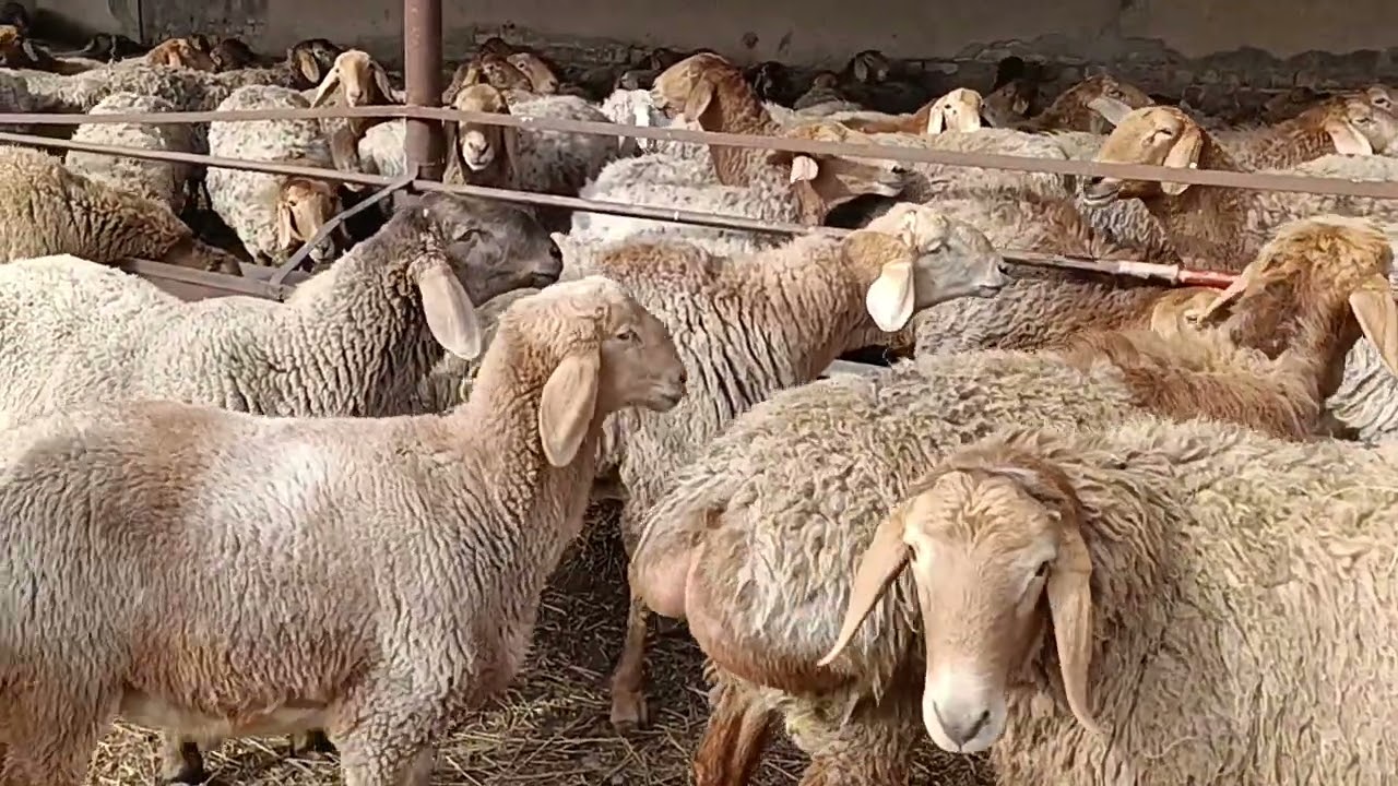 Мыкты козу кочкорлор 0702272150