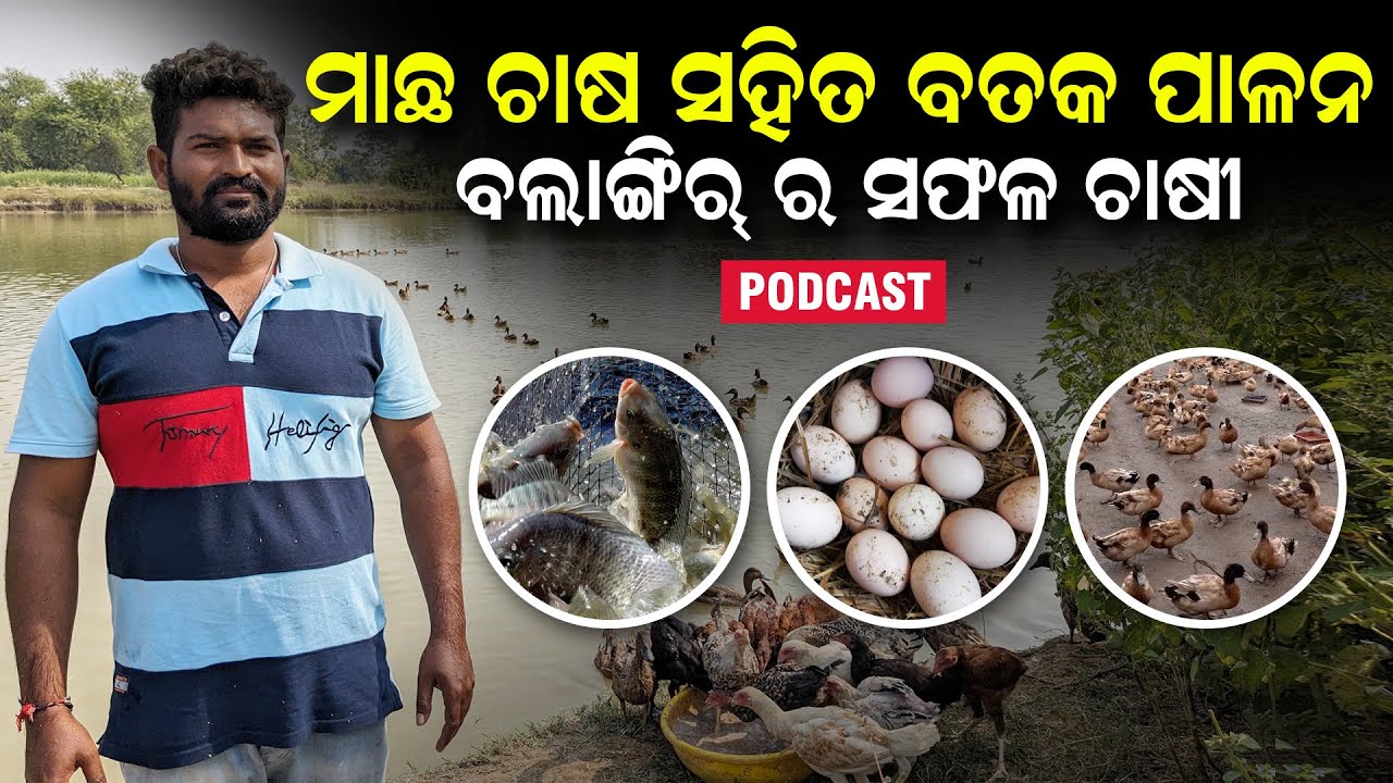 Machha chasa odisha | Bataka chasa | Desi kukuda Palana | new frarning video odia | my desi farm